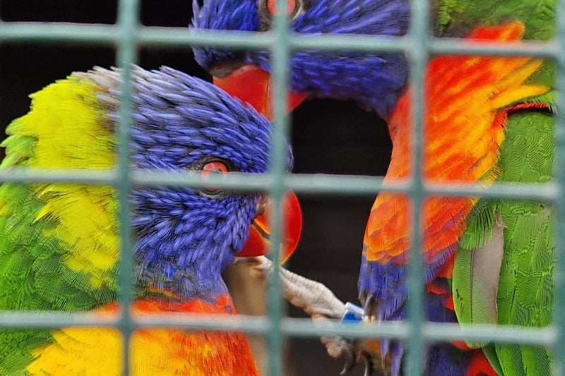 A pair of stunning lorikeet enjoy each other's company