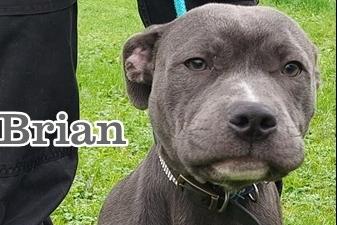 Seven month old male Staffordshire Bull Terrier type. He arrived at the shelter following his owner sadly passing away. He is a friendly, lively boy and only a pup, so it must be expected that he’ll need training. Homes with children of school age and above can be considered. He has also lived with another dog previously