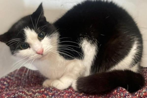 Lulu is a 10-year-old female. She is looking for a new home as her owner sadly passed away. She has lived with another cat.