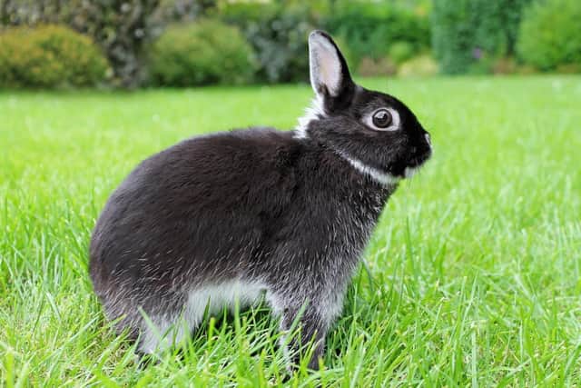 A Netherland dwarf rabbit similar to the one neglected by Sarah Murgatroyd