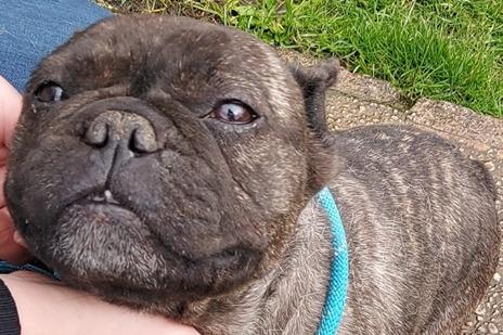 A four year old neutered female French Bulldog, found as a stray so her history is unknown. She appears to have had ear problems that have not been addressed, leading to a slight head tilt which may be permanent.