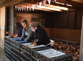 Lucky Hens are holding another rehoming event on November 12
