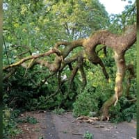 Country lane near Wigan blocked by fallen tree