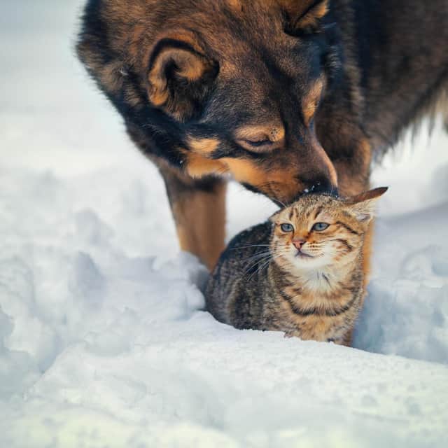Staying active is really important, so you don’t let your pet become a winter couch potato! (photo: Adobe)
