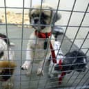 RSPCA figures show 1,333 cruelty calls to the charity's emergency line were for incidents reported in Greater Manchester in June, July and August last year – a four per cent fall on 1,384 calls in the summer of 2023