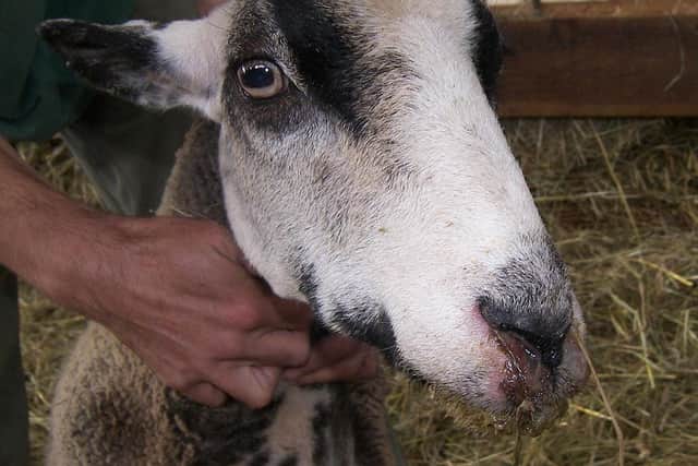 A sheep infected with bluetongue disease