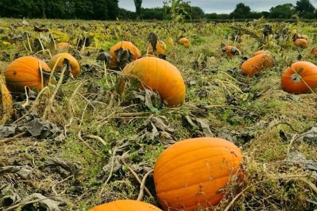 At Paul's Farm Stables in Dunkirk Lane, Leyland, you can jump onboard the Pumpkin Express to choose your very own pumpkin fresh from the field to take home. Dates: 15th, 16th, 22nd, 23rd, 29th and 30th October. Telephone 07973 218108