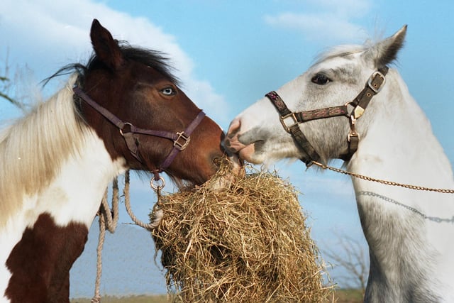 Coloured Cob horses Paddy, left, and Katie rub their noses together as they share a romantic meal of hay for two at their stables in Lovers Lane, Atherton.
The two were inseparable from birth and never left each others side if one went for a drink of water or something to eat.  The picture of the two was taken, appropriately enough, on Valentines Day 1998.