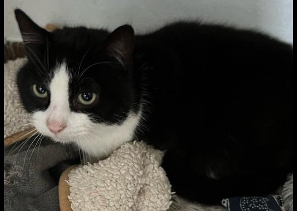 Bill is a 7-year-old castrated male. He has been well behaved with the staff.