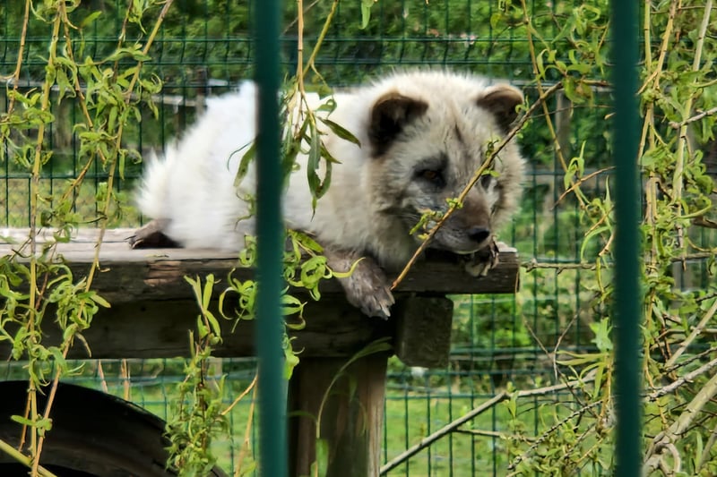 An adorable arctic fox enjoying the sunshine at Wild Discovery