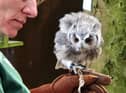 Turbary Woods Owl and Birds of Prey Sanctuary in Preston