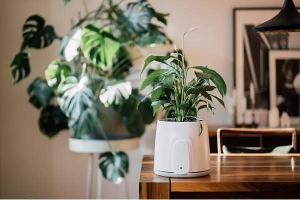 Vitesy introduces the only natural and sustainable air purifier in the market today, Natede Smart.