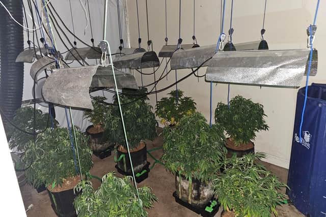 Three cannabis farms were uncovered during the raids