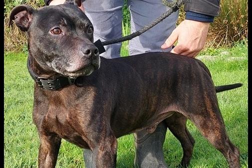A seven year old castrated male, Bradley arrived as a stray and would need a home without other pets