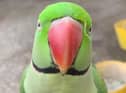 Have you seen Buddy?
