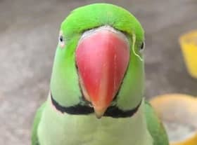 Have you seen Buddy?