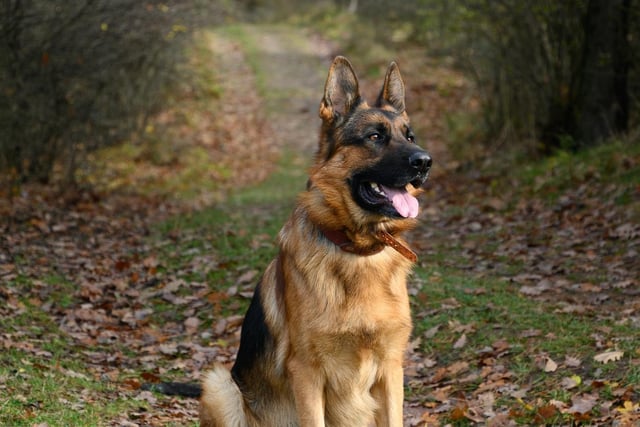 The German Shepherd had 6 mentions by canine experts regarding which is the best dog breed for car travel