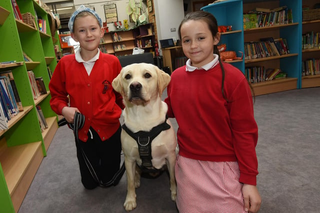 Pupils meet school dog Albie, learning handling advice, speaking calmly, giving him clear instructions and lots of praise!