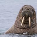 The Walrus