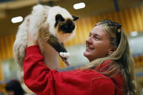 A variety of cat breeds on show at the 76th annual show hosted by Lancashire Cat Club, held at Robin Park Leisure Centre, Wigan.