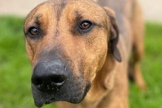 Approximately two to three year old male, he is German Shepherd sized. Gavin came to the home as a stray so background is unknown. He is quite nervous so would suit a quiet home, without children, where he can find his feet and gain some confidence. He arrived a bit underweight but this is improving.