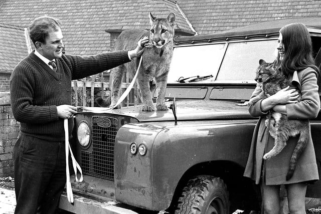 RETRO 1969 Wigan pet shop owner Tom Whalley with a Puma and it's cub.