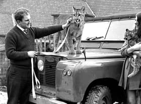 RETRO 1969 Wigan pet shop owner Tom Whalley with a Puma and it's cub.