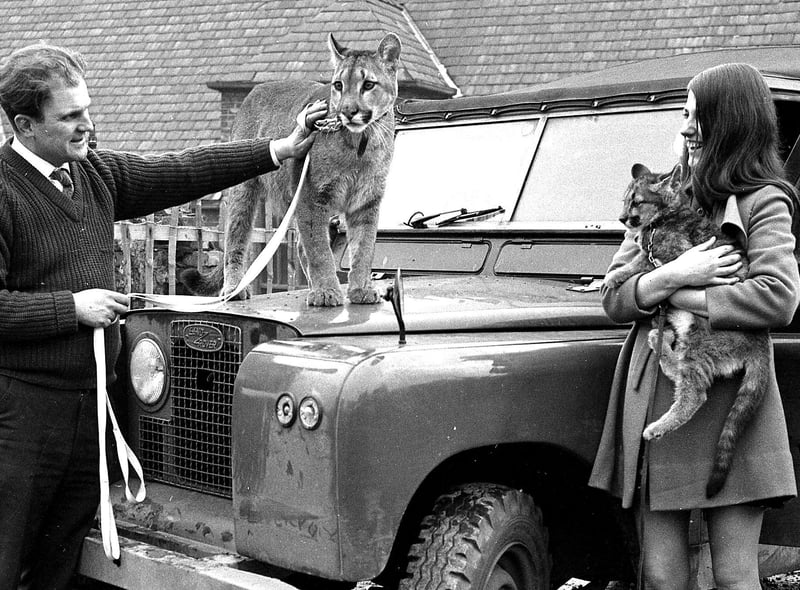 RETRO 1969 Wigan pet shop owner Tom Whalley with a Puma and it's cub.