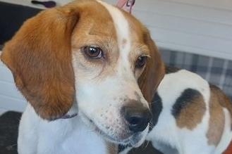 Five year old female beagle, who arrived as a stray. Appears she likes to try and escape so a secure home would be needed. The home is prepared to hold introductions with other dogs and families