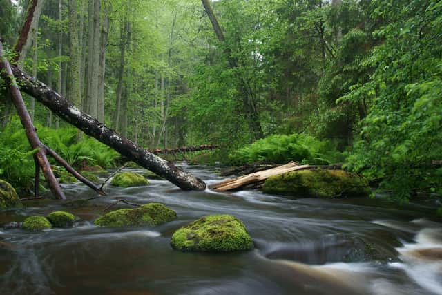The benefits to mental health from nature are explained in this column
