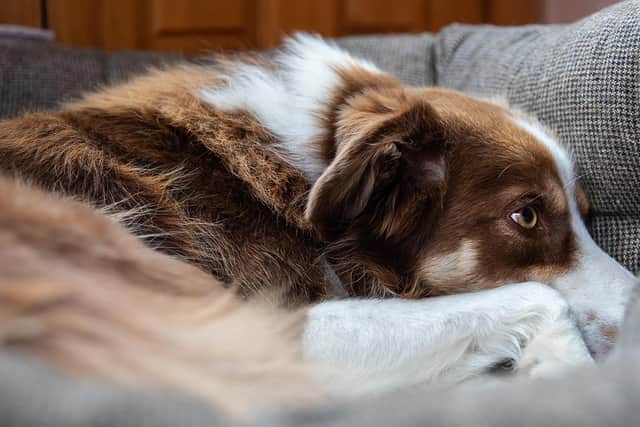 Some 42 per cent more dogs are marked as missing or lost by their owners in November, compared to October.