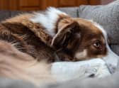 Some 42 per cent more dogs are marked as missing or lost by their owners in November, compared to October.