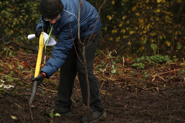 Borsdane Wood and Rayner Park Friends Group were joined by pupils from Castle Hill St Philip's CE Primary School and members of the community at a celebration tree planting event at Rayner Park, Hindley. The 100th anniversary since the council first planted 900 trees in Rayner Park in 1924.