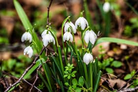 The Snowdrop