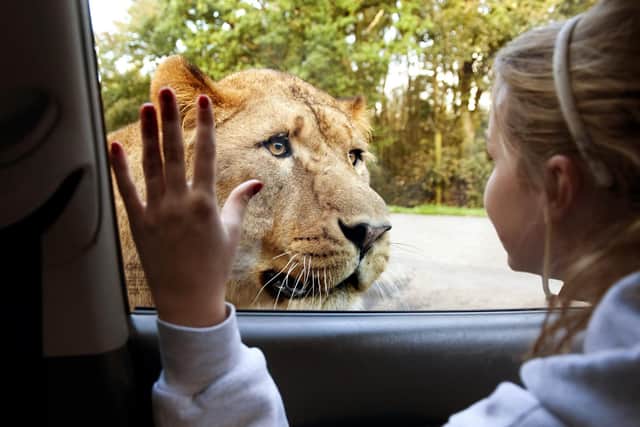 Kids go free this Wednesday at Knowsley Safari