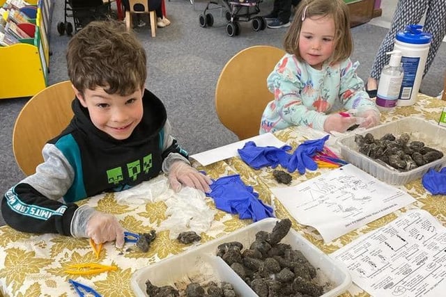 Amongst other activities the children were also able to dissect owl pellets - coughed-up and undigested food.