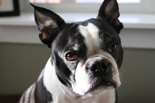 Boston Terrier had 10 mentions by experts