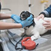 These are the highest rated vets in Wigan