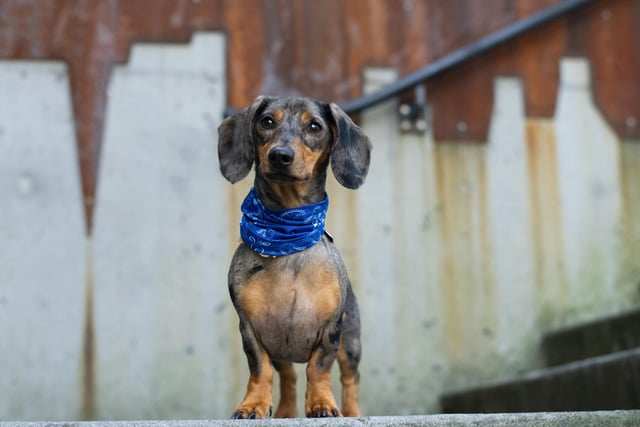 Dachshund had 10 mentions by experts