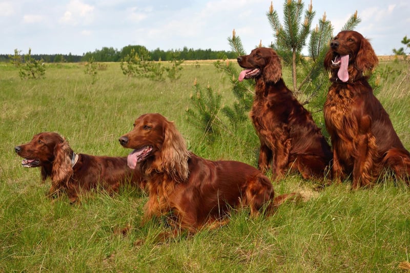 The noble-looking Irish Setter is an outgoing and sweet-natured breed that loves big long walks and plenty of cuddles.