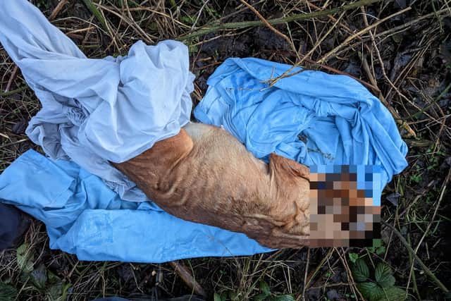 WARNING: GRAPHIC IMAGE. The body of the badly emaciated dog was dumped in a suitcase and hidden in brambles