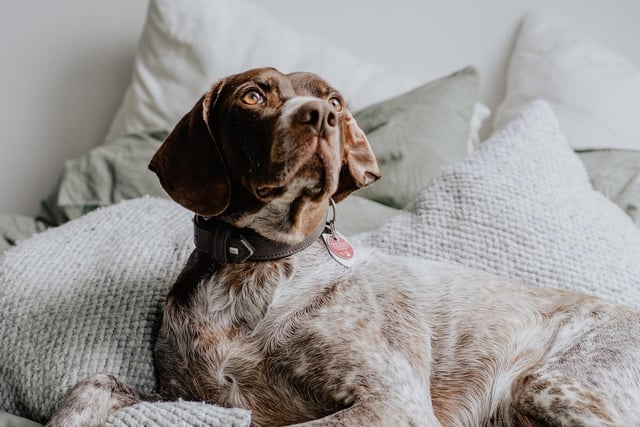 German Shorthaired Pointer had 6 mentions by experts