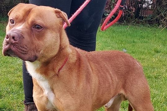 A 20 month old male Staffordhsire Bull Terrier/Sharpei cross, originally a stray so history is unknown.