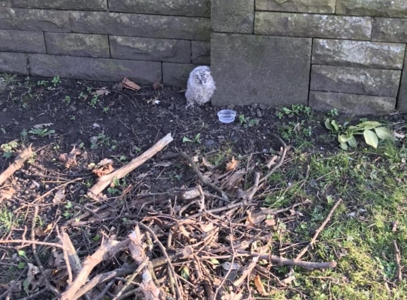 Animal rescue officer Helen Chapman was called out to two owlets who’d been spotted in Rochdale, Lancashire, just minutes apart. An experienced RSPCA rescuer could hear mum in a tree calling for them nearby so she kept them warm and safe in a cardboard box before placing them at the base of their tree where they managed to climb back up to their mum.
Healthy owlets have fluffy brown feathers and pink eyelids. They go through a ‘branching’ phase where they leave their best but can’t fly. Adults use calls to locate them and feed them on the ground.
Owlets can climb vertically back up trees into their nests so you should leave them where they are unless they’re in immediate danger, in which case please call the RSPCA for further advice.