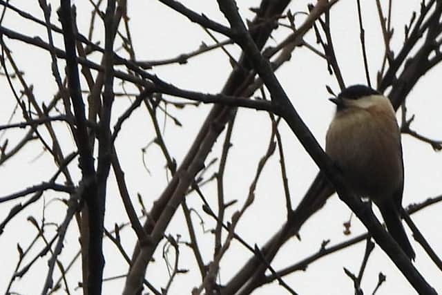 The willow tit has a stronghold in the Wigan area but its numbers have declined