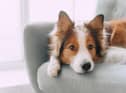 Here are some money saving tips for pet owners