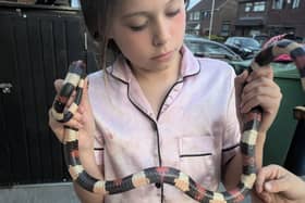 A brave young girl holds up the California mountain kingsnake