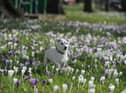 Roxy the seven-year-old Jack Russell