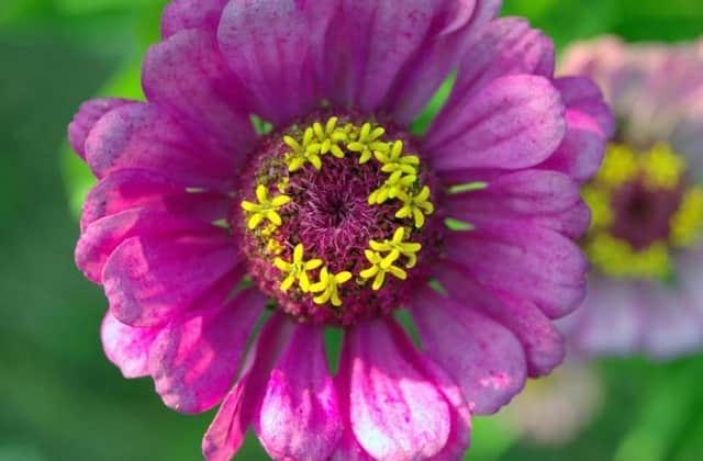 There's loads of beautiful colours to see at the garden centres and nurseries in and around Lancashire