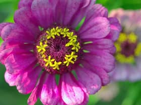 There's loads of beautiful colours to see at the garden centres and nurseries in and around Lancashire